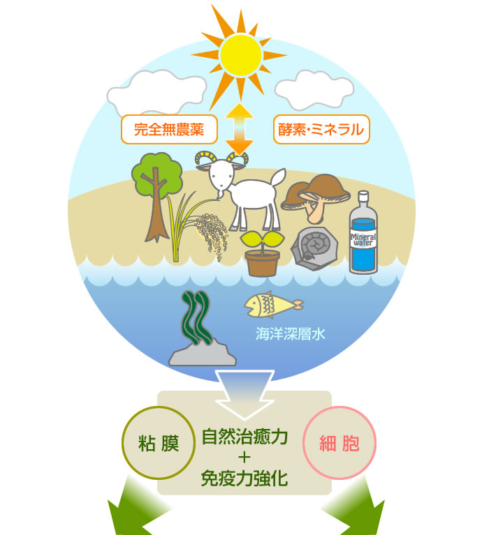 ナチュラルケア事業部フロー図